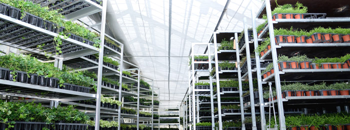 Seed and Seedling Division
