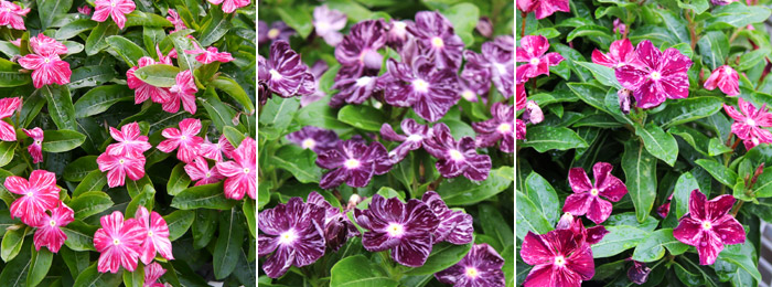 catharanthus-roseus
