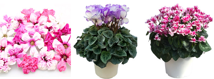 cyclamen