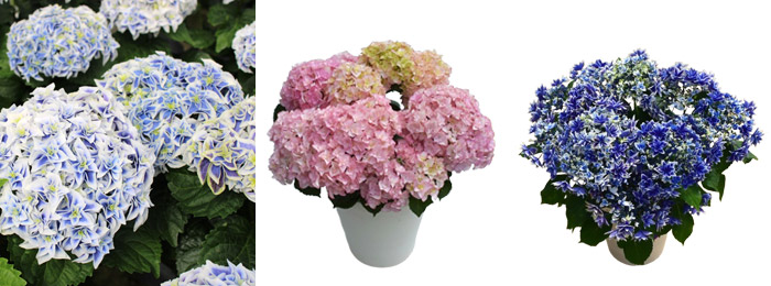 hydrangeas