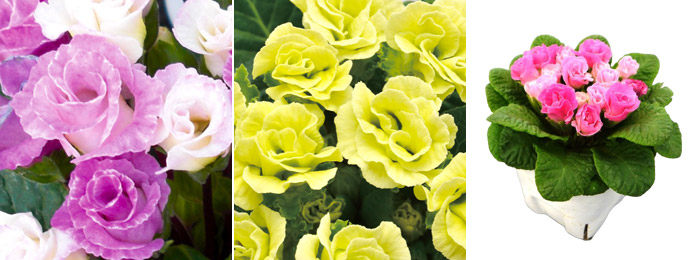 primrose
