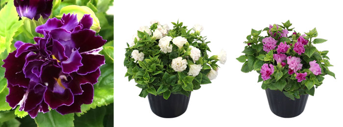 torenia