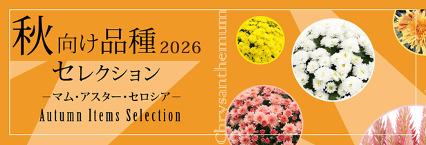 秋向け品種セレクション2026 マム アスター セロシア