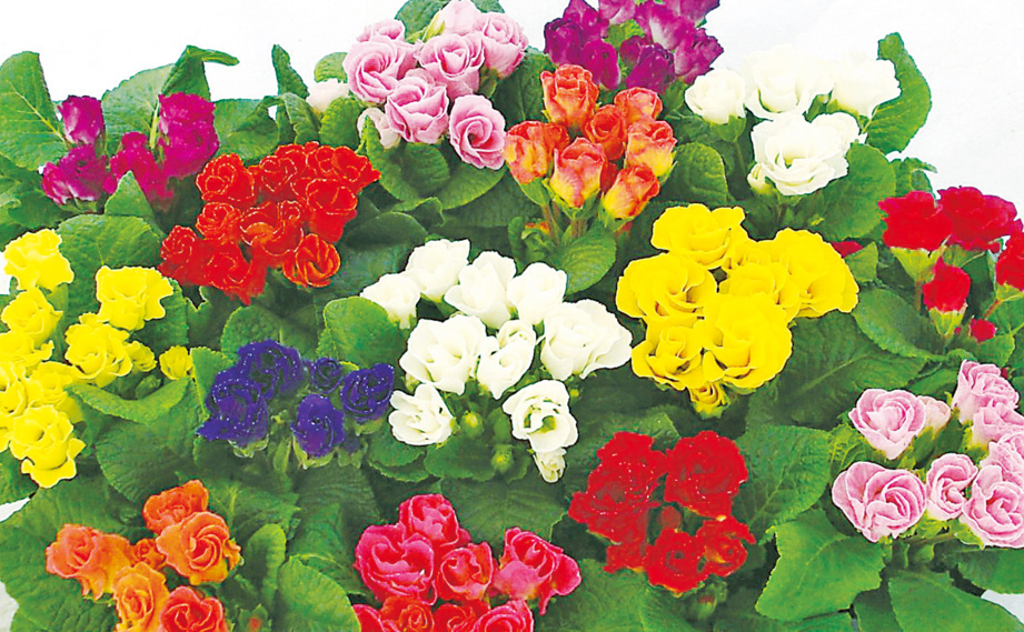 プリムラ ジュリアン　キャンディINブライド シリーズ