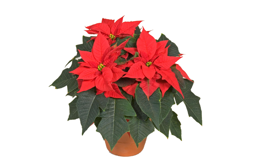 ポインセチア　ミラレッド