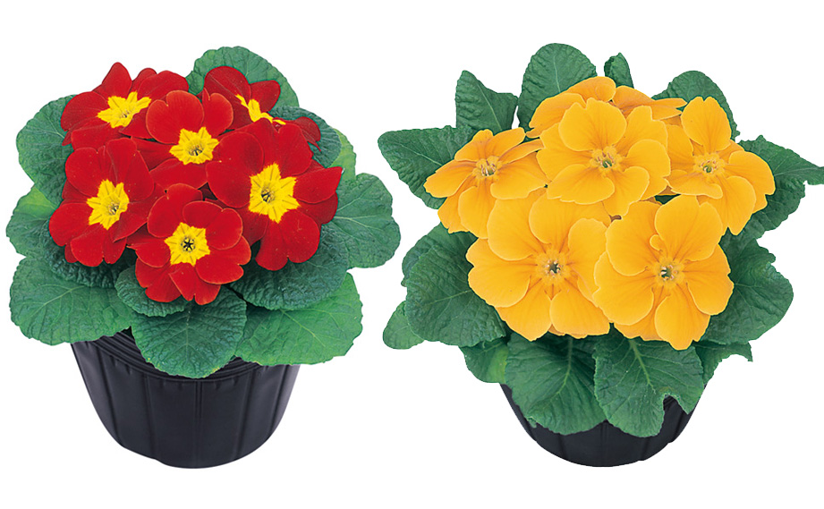 プリムラ　アプリ