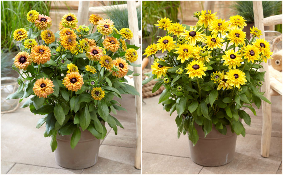 ルドベキア　アーバンサファリ