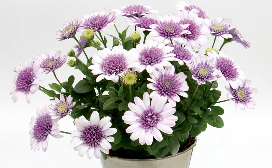 オステオスペルマム　ダブルオステオスペルマム(3D) シリーズ