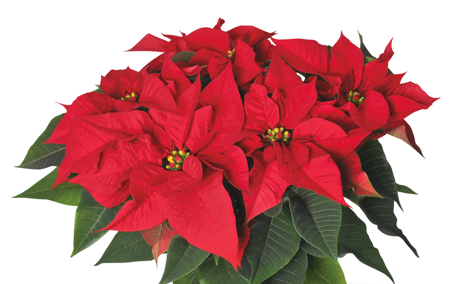 ポインセチア　プリマベーラ