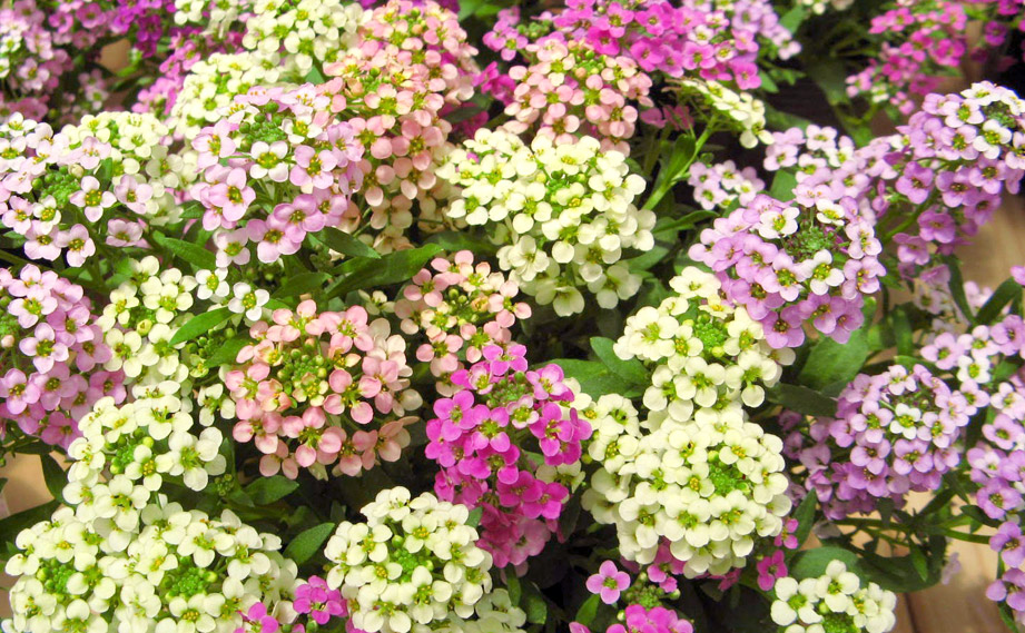 アリッサム　アルール シリーズ