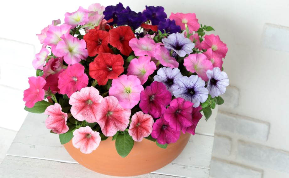 ペチュニア　よく咲くペチュニア バカラiQ シリーズ