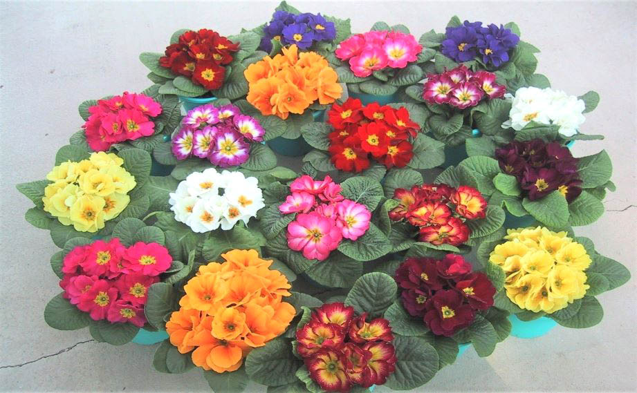 プリムラ ジュリアン　キャンディ シリーズ