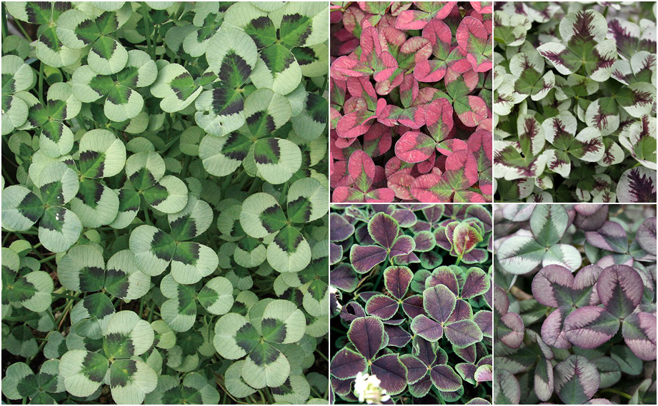 クローバー ティント