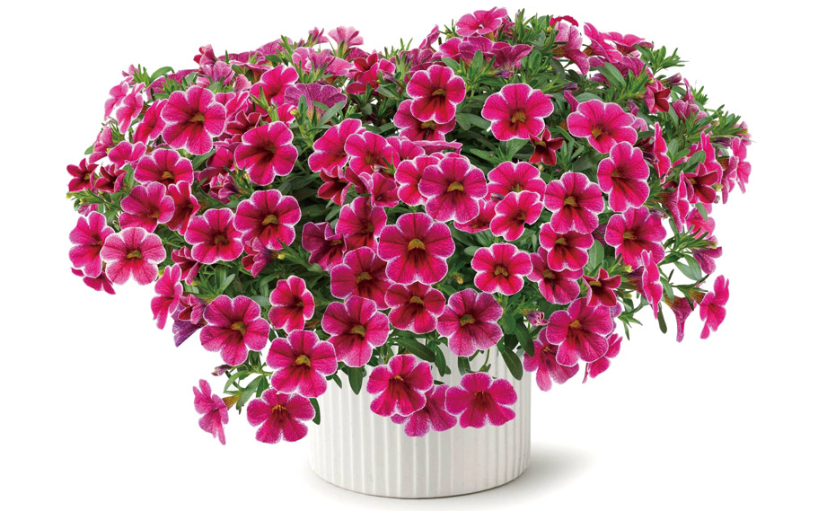 カリブラコア　コリブリ シリーズ