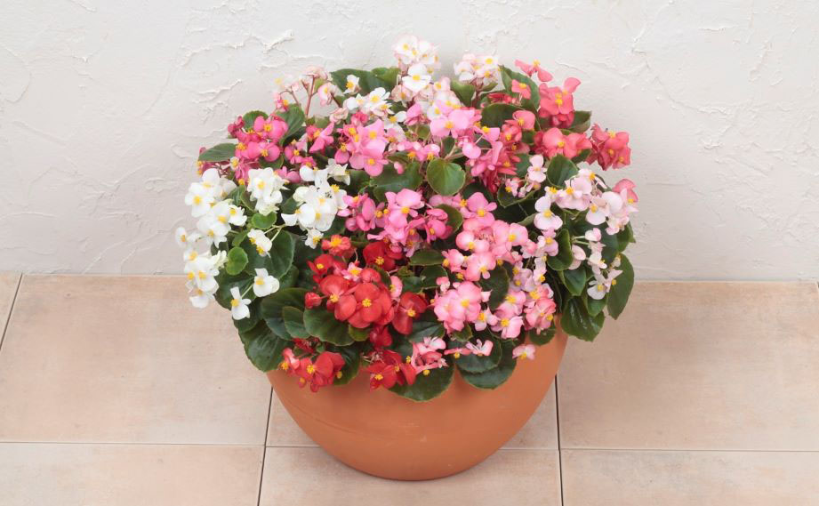 ベゴニア センパフローレンス F1　アンバサダー シリーズ