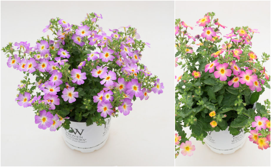 ジャメスブリテニア　サファリ シリーズ