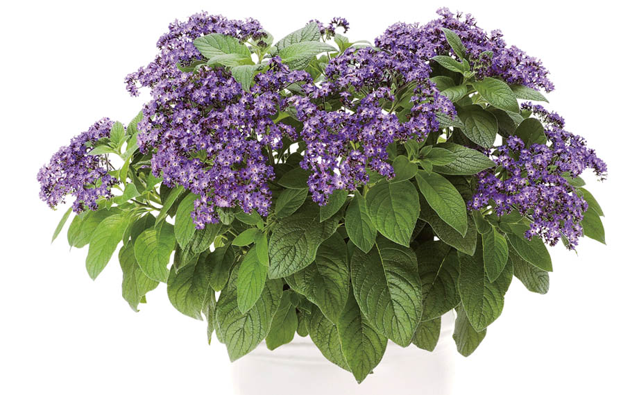 ヘリオトロープ ブライドブルー｜WEBカタログ｜未来アグリス株式会社