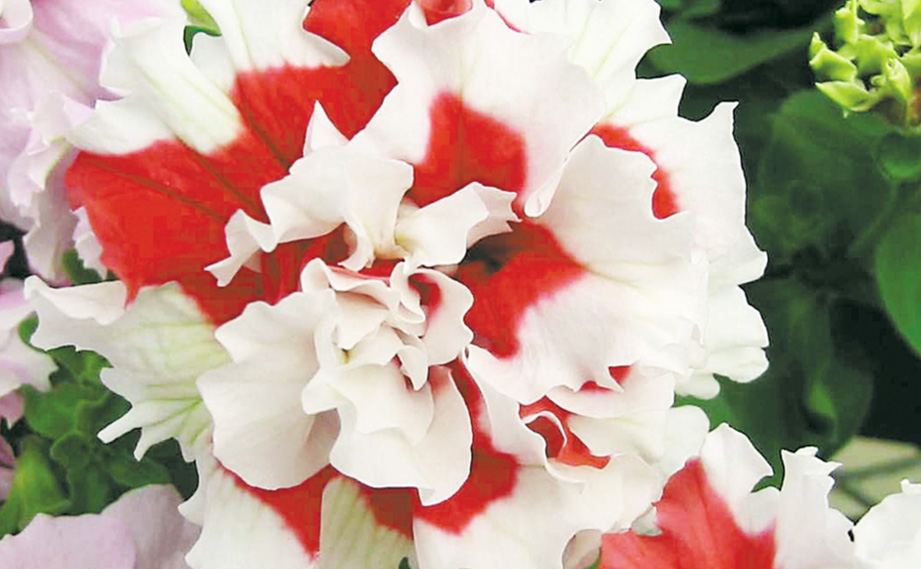 ペチュニア F1 ピロエッテ シリーズ｜WEBカタログ｜未来アグリス株式