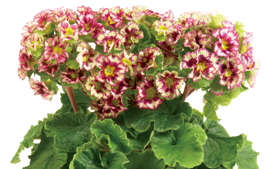 プリムラ オブコニカ　プリカント シリーズ