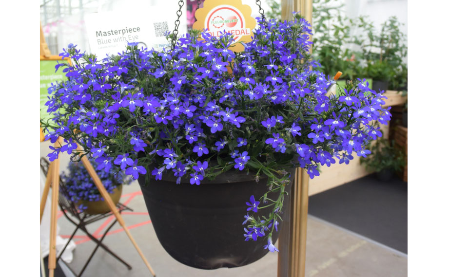 ロベリア F1　マスターピース