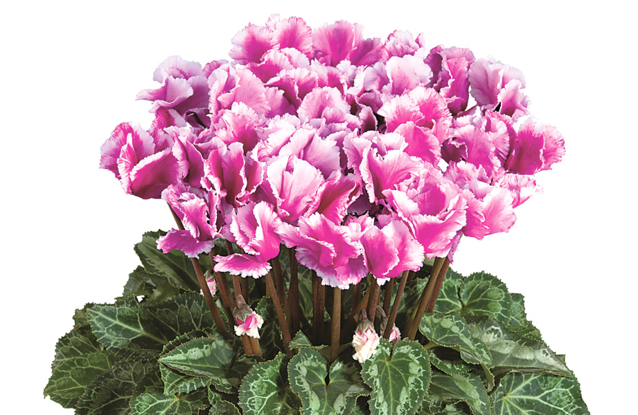 シクラメン F1　メティス アバニコ シリーズ