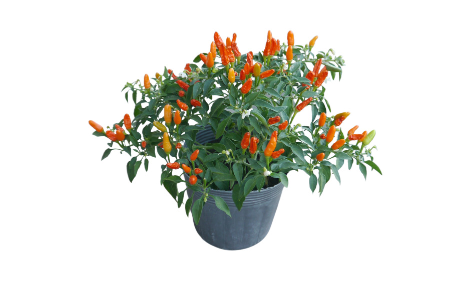 絵画 とうがらし 絵画 とうがらし 絵画 とうがらし 唐辛子アート / sagimoriのバンダナ通販