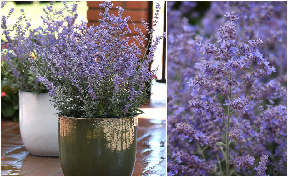 ペロフスキア(ロシアンセージ)　ブルーゼット