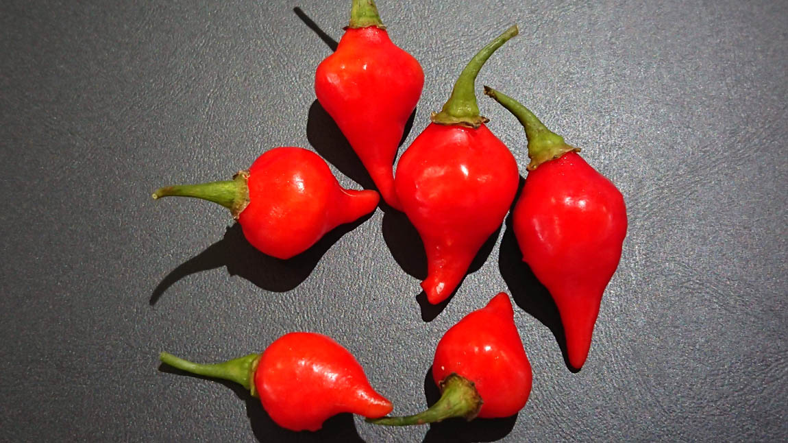 クーニョの意味