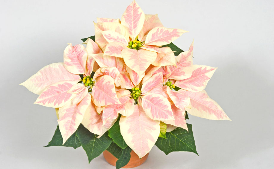 ポインセチア　マースマーブル
