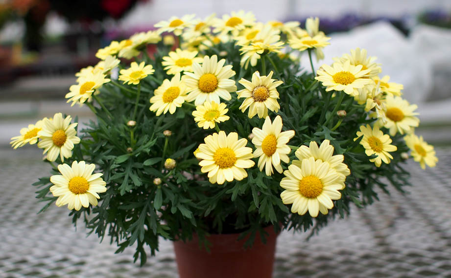 マーガレット マーガレット コンパクトイエロー｜WEBカタログ｜未来アグリス株式会社