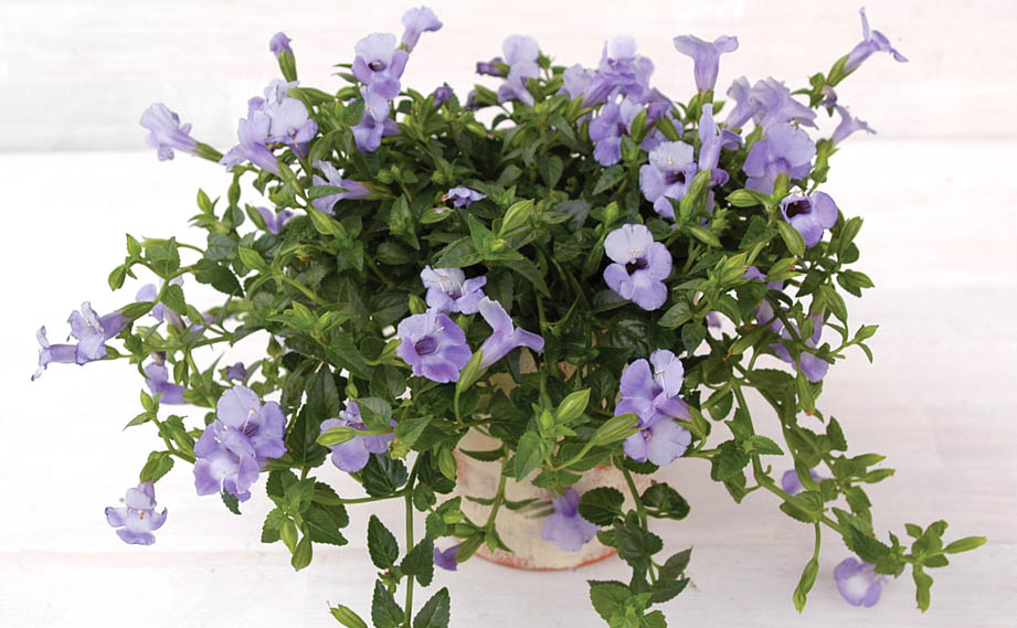 トレニア　カタリーナ シリーズ