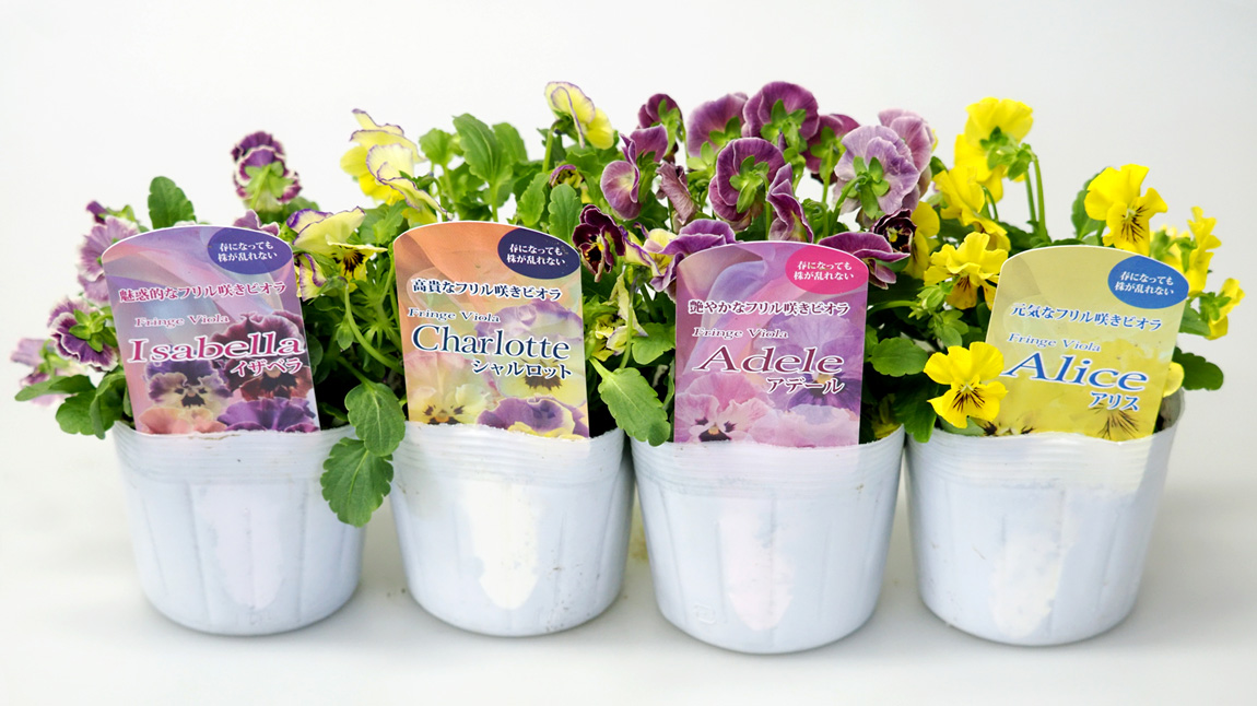 キャロルウィルソン ペーパーボックス パンジー リース ビオラ 花柄