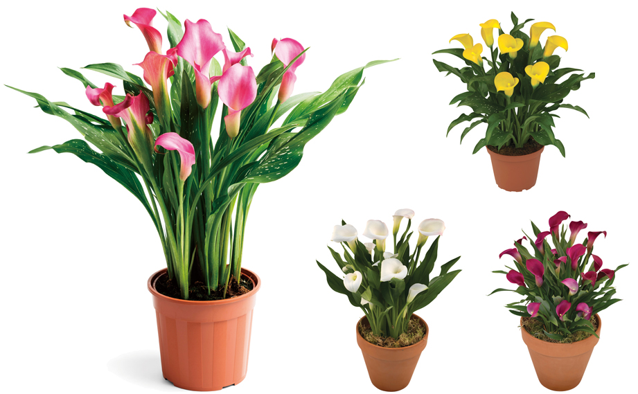 ホレマニー オレンジ ② ホレマニー オレンジ ② エキノドルス ホレマニーオレンジ