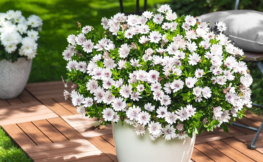 オステオスペルマム　マルガリータダブル