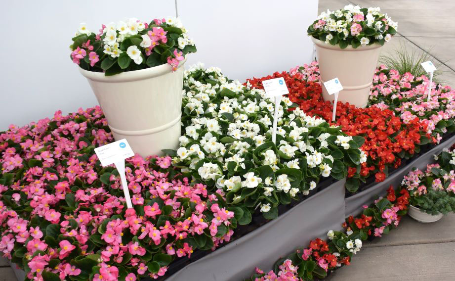 ベゴニア センパフローレンス F1　スーパークール シリーズ