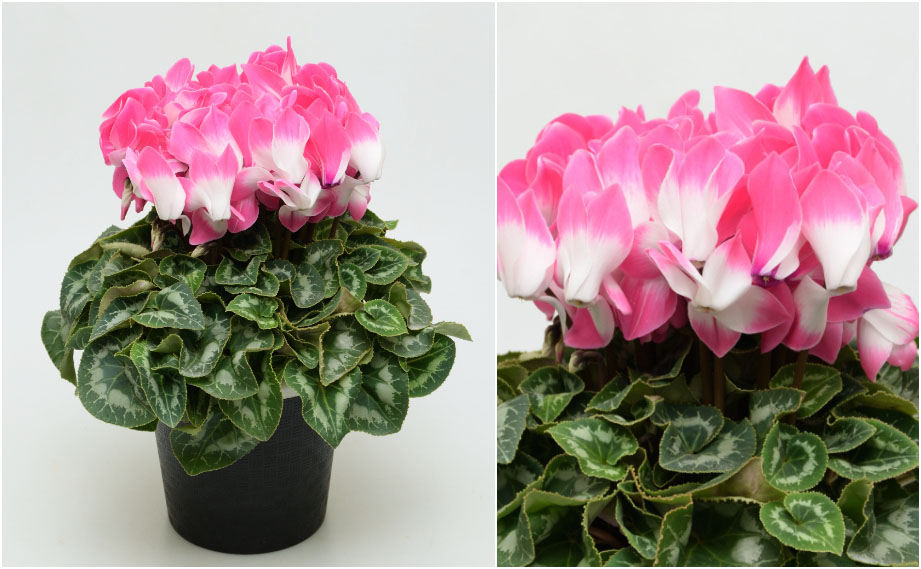 シクラメン F1 フュージョン ラージ ネオンピンク｜WEBカタログ｜未来