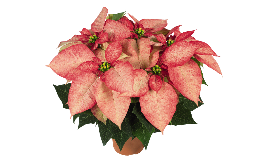 ポインセチア　プレミアムピカソ