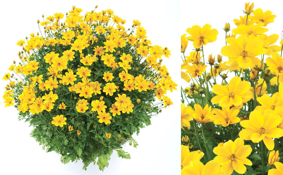 ビデンス　ゴールデンエンパイア