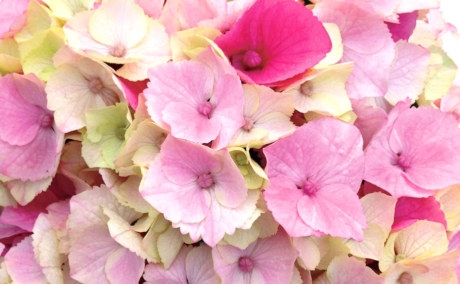 ハイドランジア スクロール シリーズ｜WEBカタログ｜未来アグリス株式