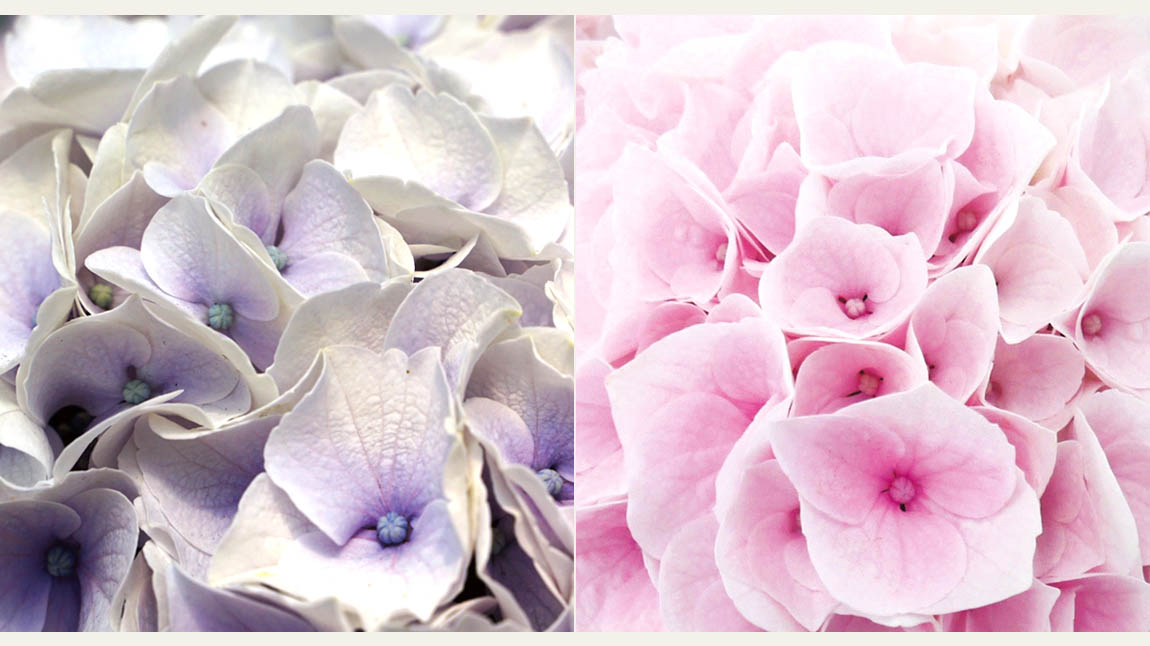 ハイドランジア スクロール シリーズ｜WEBカタログ｜未来アグリス株式