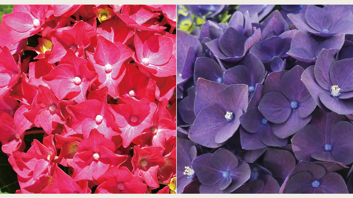 ꙳★*ハイドランジア꙳★* ハイドランジア スクロール | 株式会社ハクサン｜花や植物、園芸資材を