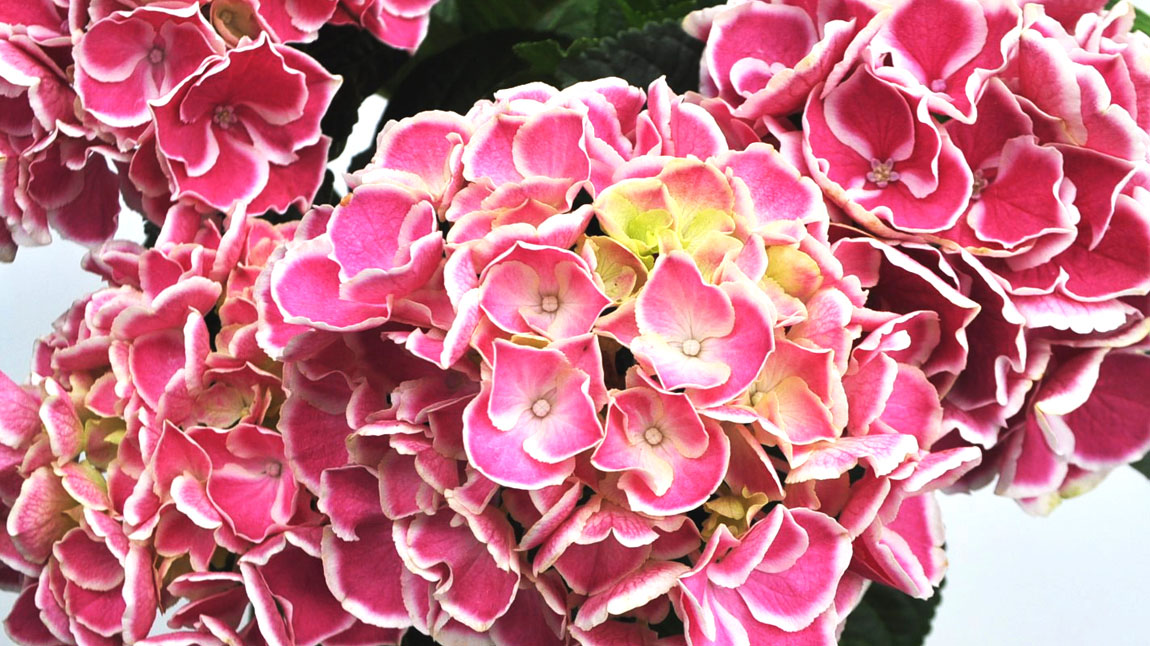 夏のお花瑠璃玉アザミと紫陽花の涼しげなハーフリース。ドライ