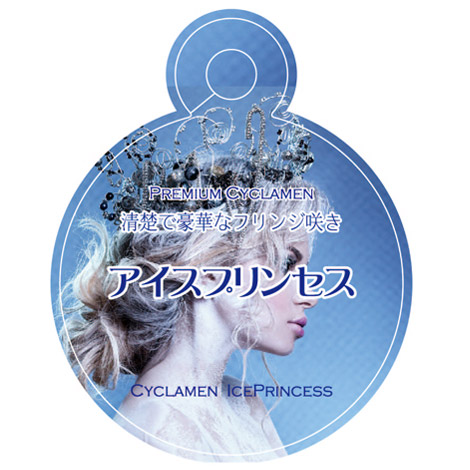 シクラメン アイスプリンセス｜WEBカタログ｜未来アグリス株式