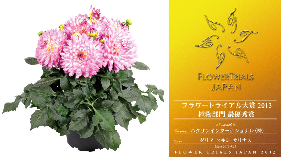 ダリア様 ダリア×1つぼみ×1｜商品案内｜株式会社アスカ商会