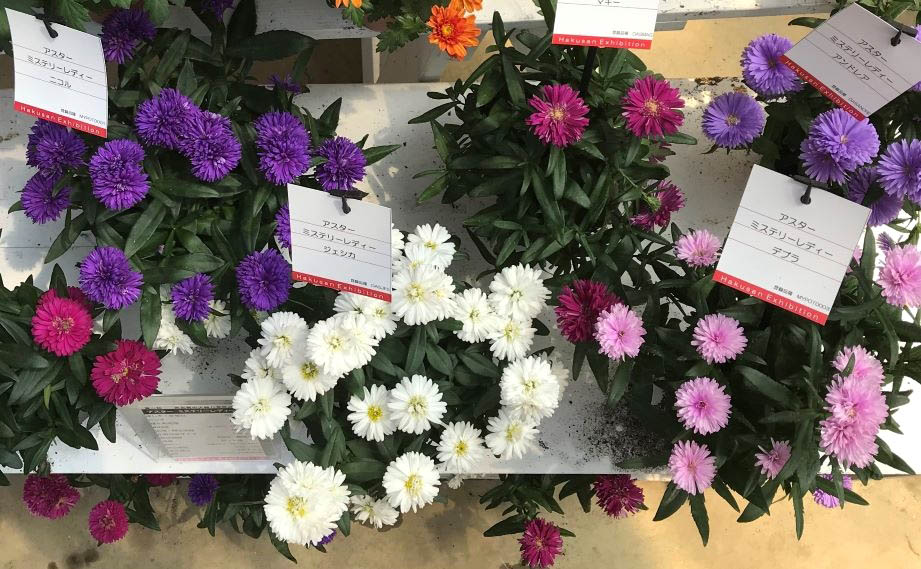 アスター　ミステリーレディ シリーズ