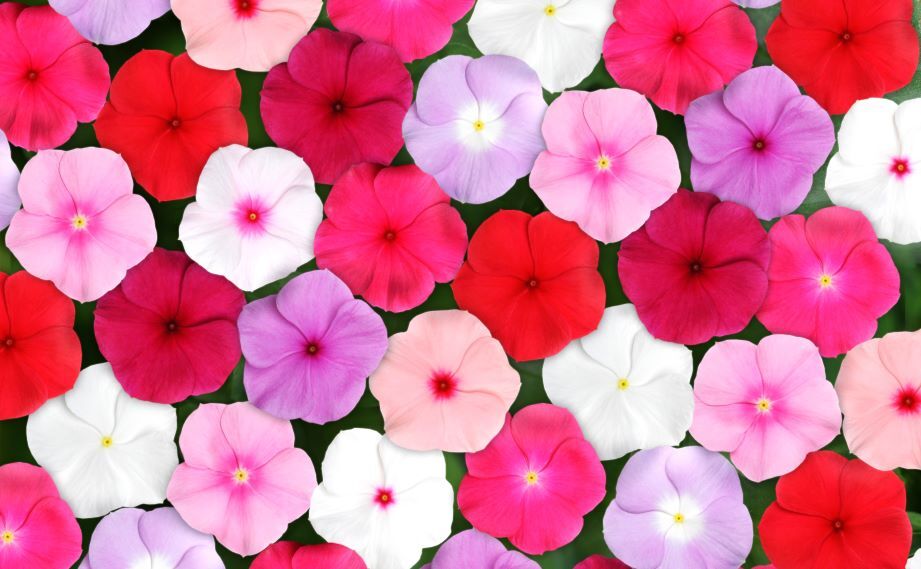 ビンカ F1　タイタン シリーズ