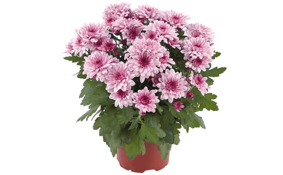 ポットマム　マウントオビスク シリーズ