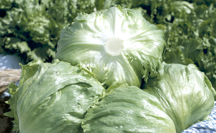 レタス スターレイ｜WEBカタログ｜未来アグリス株式会社|未来アグリス