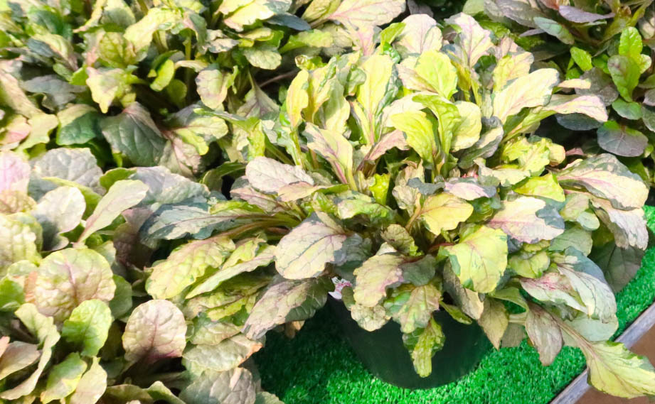 アジュガ　ラテアート