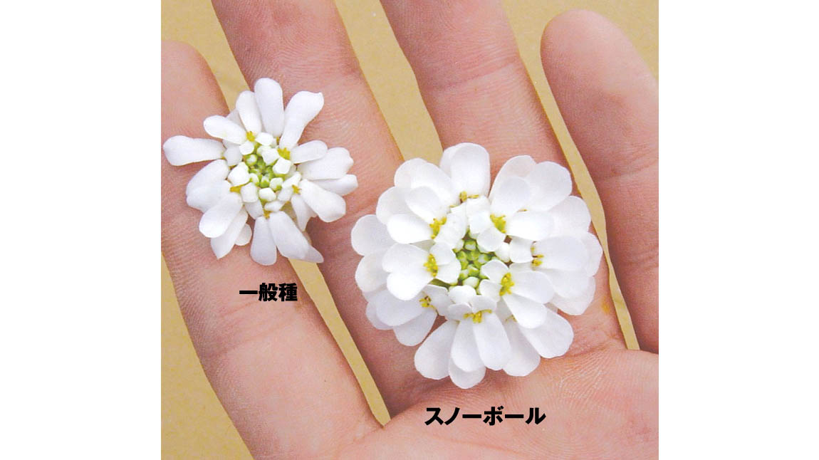 イベリス スノーボール｜WEBカタログ｜未来アグリス株式会社|未来